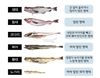 명태,생태, 동태, 황태, 북어, 코다리, 노가리…‘명태’의 다양한 이름