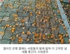 도심 가로수, 과실나무의 불편한 진실