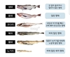 명태,생태, 동태, 황태, 북어, 코다리, 노가리…‘명태’의 다양한 이름